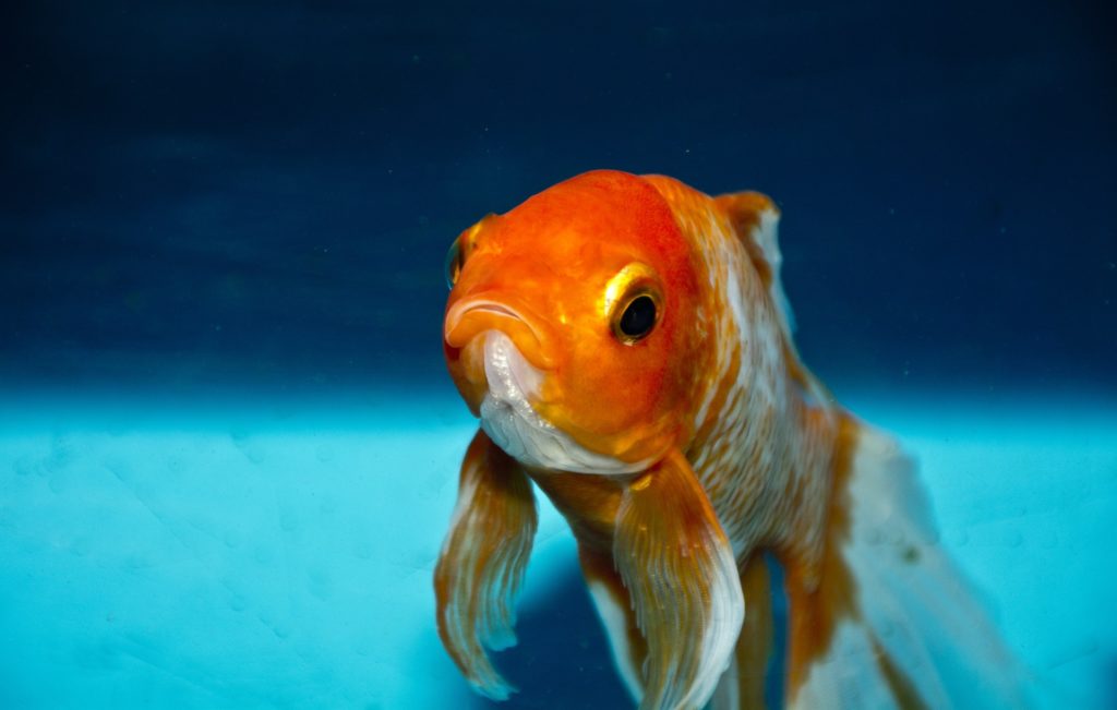 People now have shorter attention spans that goldfish