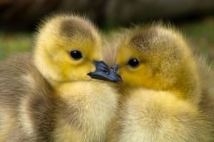 baby ducks