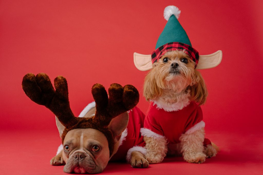 Dogs dressed in Christmas outfits
