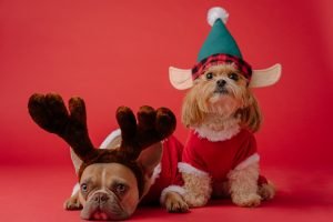 Dogs dressed in Christmas outfits